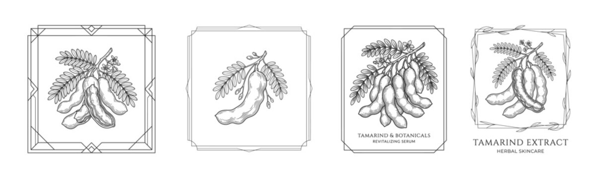 Tamarind botanical engraving labels featuring detailed tamarind pods with decorative vintage frames in monochrome vector illustration style