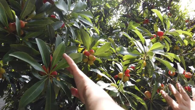 Hands harvesting ripe strawberry tree fruits in sunlight