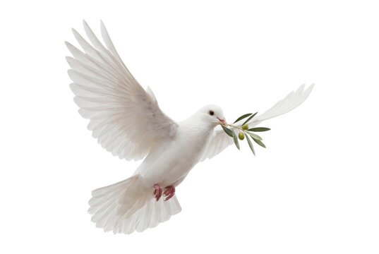 White dove flying with olive branch isolated on transparent background