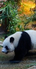 Obraz premium Giant panda walks through lush green bamboo forest. Close-up side profile of iconic black and white bear in natural habitat, warm light filters through trees. Vertical.