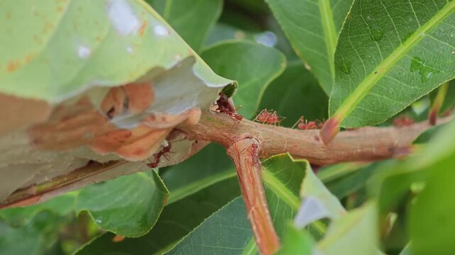 Weaver ant nest. Red ant.