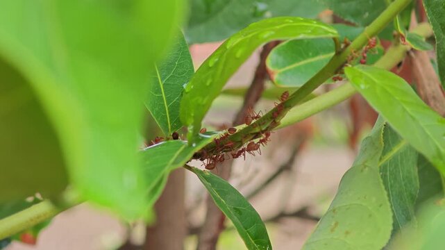 Weaver ant nest. Red ant.