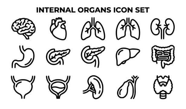 Internal organs icon set medical illustrations