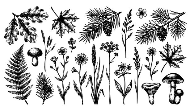 Vintage botanical illustration set ferns mushrooms leaves and wildflowers
