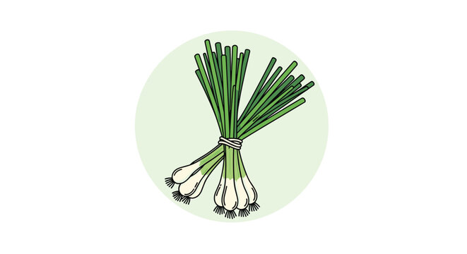 Bundle of fresh green scallions tied with a string in a circle for organic vegetable food packaging and culinary concepts.