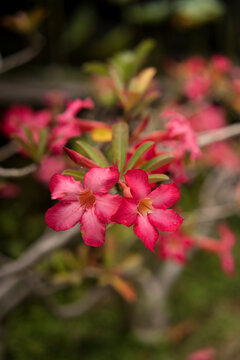 Pink Adenium obesum desert rose flower in monastery garden, Bali