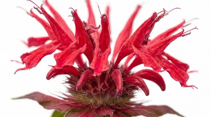 Fototapeta premium A vibrant red Monarda didyma flower head showing intricate tubular petals against a white backdrop.