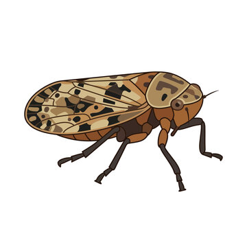 Detailed illustration of a brown planthopper insect on white background