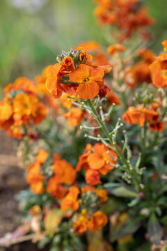 Orange wallflower cluster (Erysimum cheiri). Ideal for publications in garden magazines.