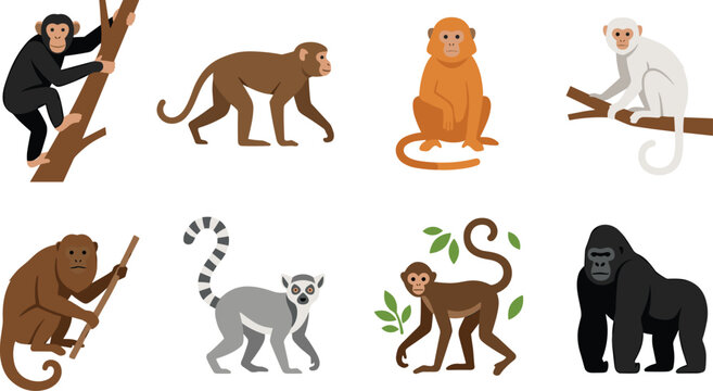 Monkey and primate cartoon collection with chimpanzee gorilla lemur and orangutan wildlife vector illustration set