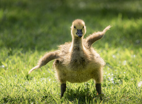 Young gosling standing in sunlit grass with wings spread on a green lawn