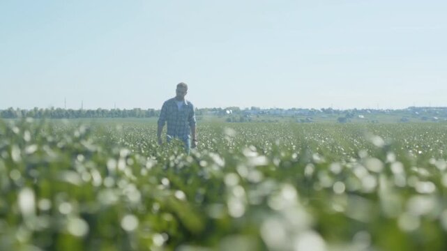 Solitary person watches over fertile plains, Man quietly surveys lush agricultural landscape at dawn