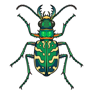 Detailed illustration of a green tiger beetle with yellow markings, isolated on white.