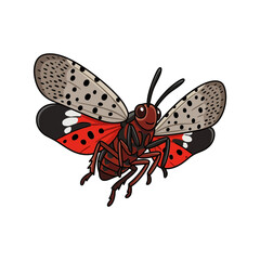 Obraz premium Spotted Lanternfly Insect Illustration with Wings Spread