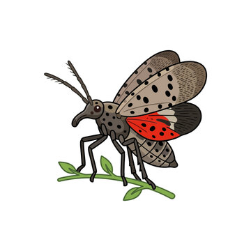 Spotted Lanternfly Insect on Branch