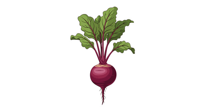 Single red beetroot vegetable with long purple stems and large green leaves depicted in a realistic hand drawn style.