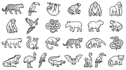 Fototapeta premium Jungle animals line art collection, set of 24 tropical wildlife icons, black and white exotic zoo animal vector illustrations for education