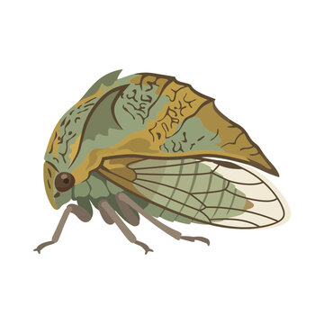Unusual Treehopper Insect Illustration