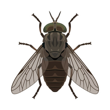 Detailed illustration of a horsefly insect on a white background
