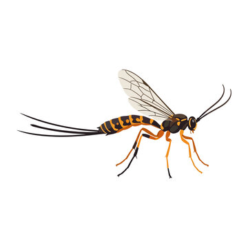 Ichneumon Wasp with Long Ovipositor