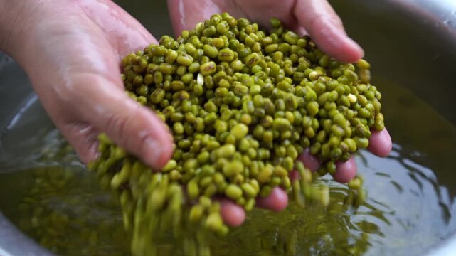 Hands Washing Soaked Green Mung Beans in Water