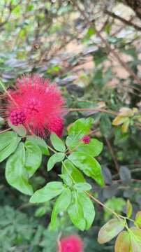 Calliandra haematocephala flowers blooming with fluffy red stamens and lush green foliage, creating a vibrant tropical ornamental display in natural sunlight.