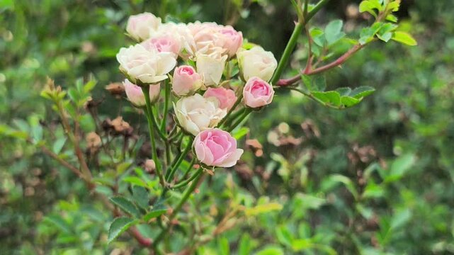 Beautiful Baby Rose flowers blooming with delicate layered petals and soft colors, creating an elegant and romantic atmosphere in a natural garden setting.