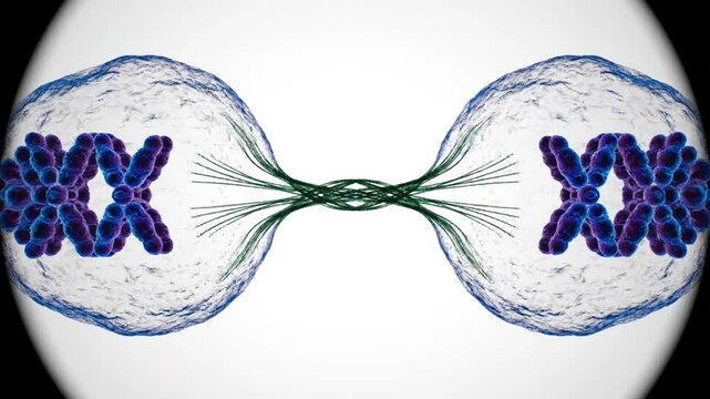Animated visualization of cell division process with chromosomes
