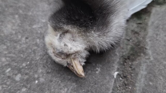 Black ants surrounding a dead chick on a concrete surface indicate a natural decomposition process and survival. 