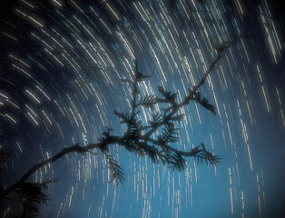 Silhouetted Branch Under Spinning Star Trails © FrameHaven