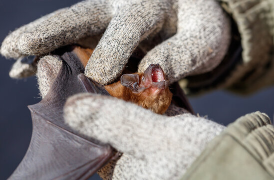 Close-up of a small bat being held by gloved hands