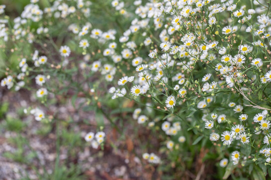 Annual fleabane (Erigeron annuus) with its delicate white flowers. Neophyte in Europe. Considered as invasive weed.