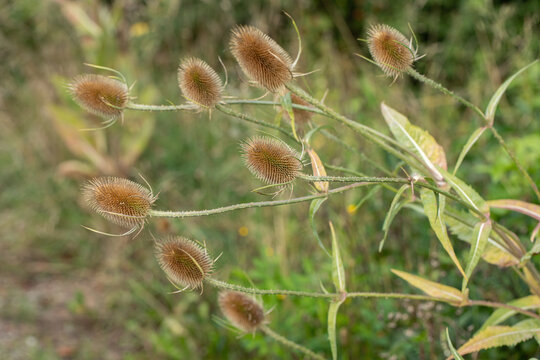 Seed heads of wild teasel (Dipsacus fullonum).