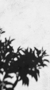Vertical Minimal Tree Shadow on White Wall in Black and White