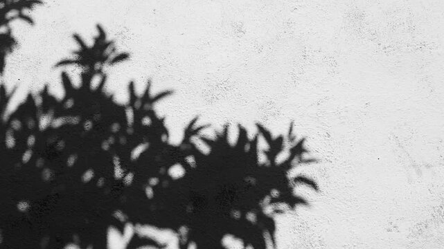 Moving Tree Shadows on White Wall, Minimal Black and White Background