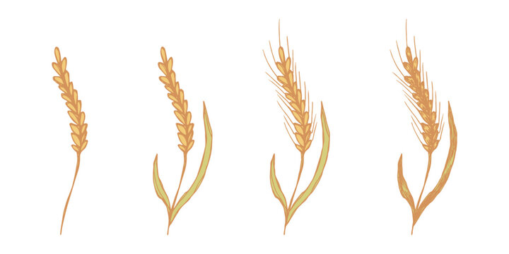 Set of hand drawn cereal wheat oat rye barley rice ears spikelet clipart Organic wheat bread agriculture farming harvest healthy food Single element for design print packaging label decor