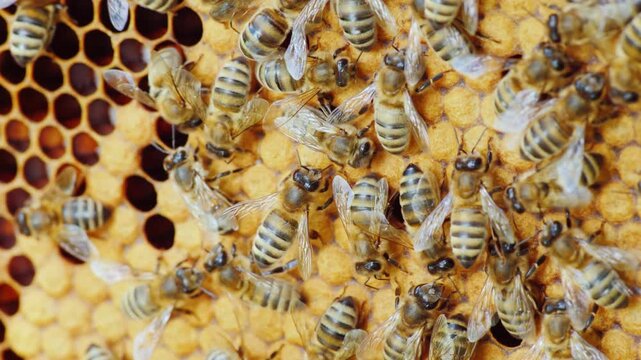 Close up footage of bees working diligently on a honeycomb inside a beehive.