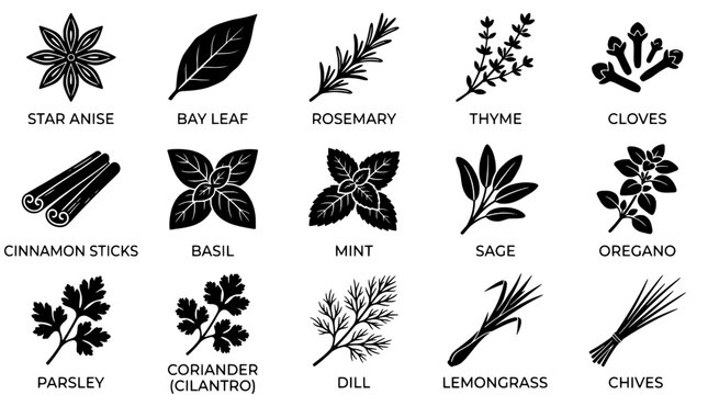 Herb leaves and spice illustrations set with star anise, bay leaf, rosemary, thyme, cloves, cinnamon sticks, basil, mint, sage