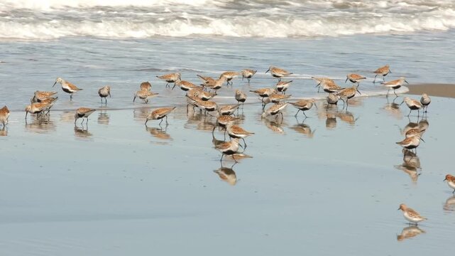 Dunlins run along the sea coast in search of food.