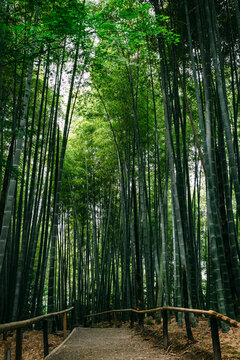 Bamboo forest path with lush green canopy