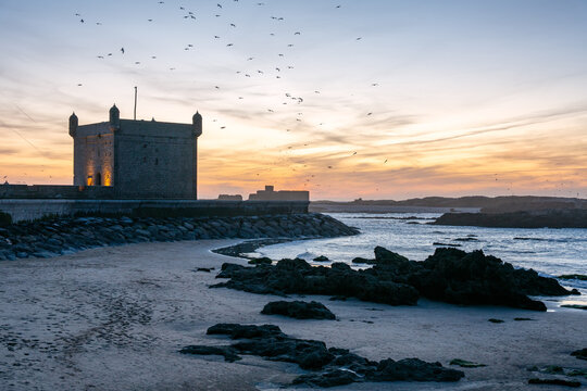 Seagulls fly over Essaouira fortress at sunset in Morocco