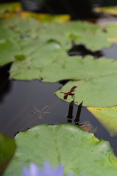 Red dragonfly on lotus stem in monastery pond, Brahmavihara, Bali