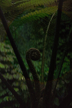 Tree fern fiddlehead close up near Banyumala Waterfall, North Bali