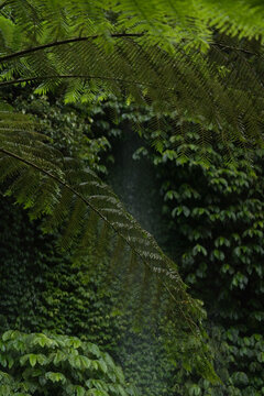 Waterfall framed by ferns at Banyumala Twin Waterfall, North Bali