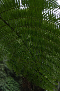 Tree fern frond texture near Banyumala Twin Waterfall, North Bali