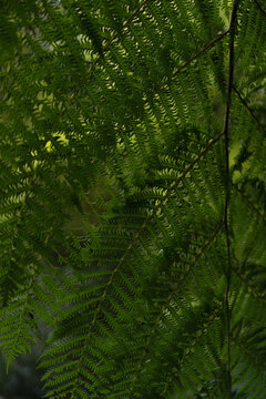 Dappled light through fern fronds at Banyumala Waterfall, Bali