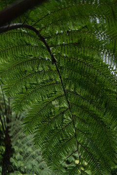 Tree fern frond against sky at Banyumala Waterfall, North Bali