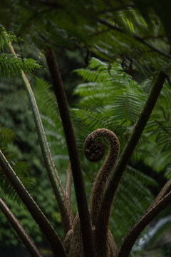 Tree fern crozier spiral near Banyumala Twin Waterfall, North Bali