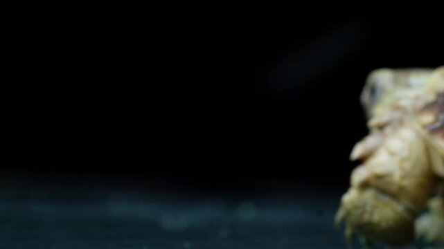 sulcata isolated on black blackground