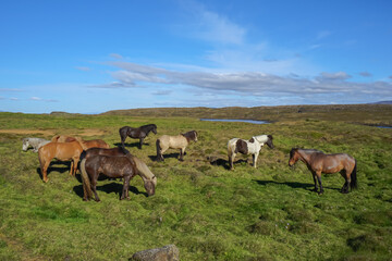 Fototapeta premium Horses grazing in a grassy field ,ICELAND